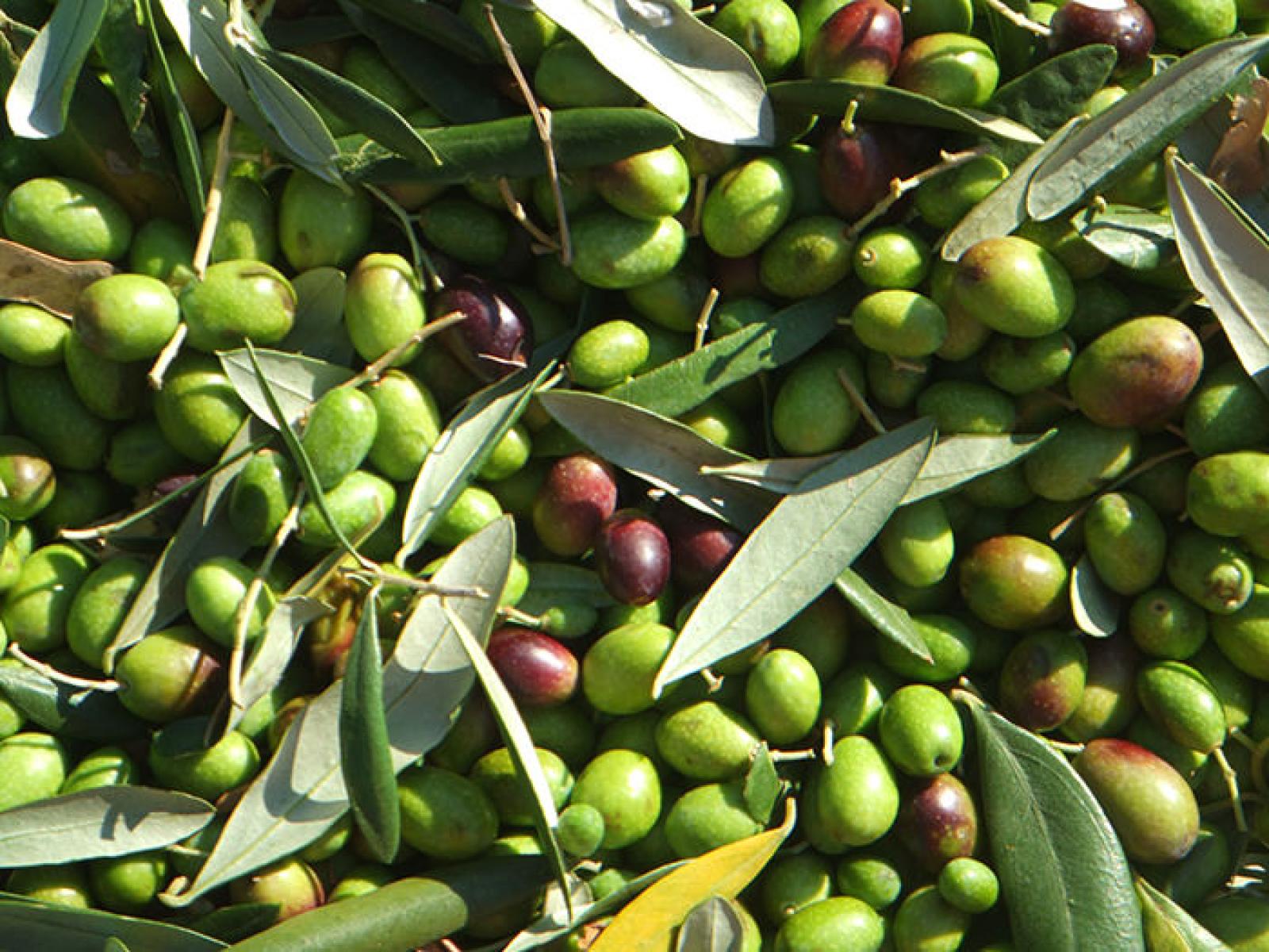 Fresh green and purple olives with leaves gathered from olive branches
