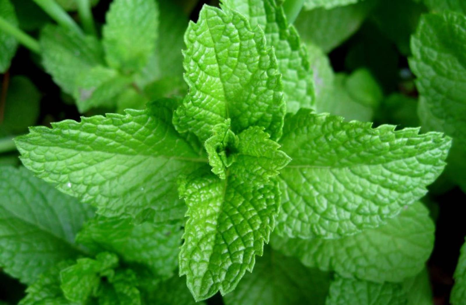 Close-up of fresh green mint leaves growing in a garden