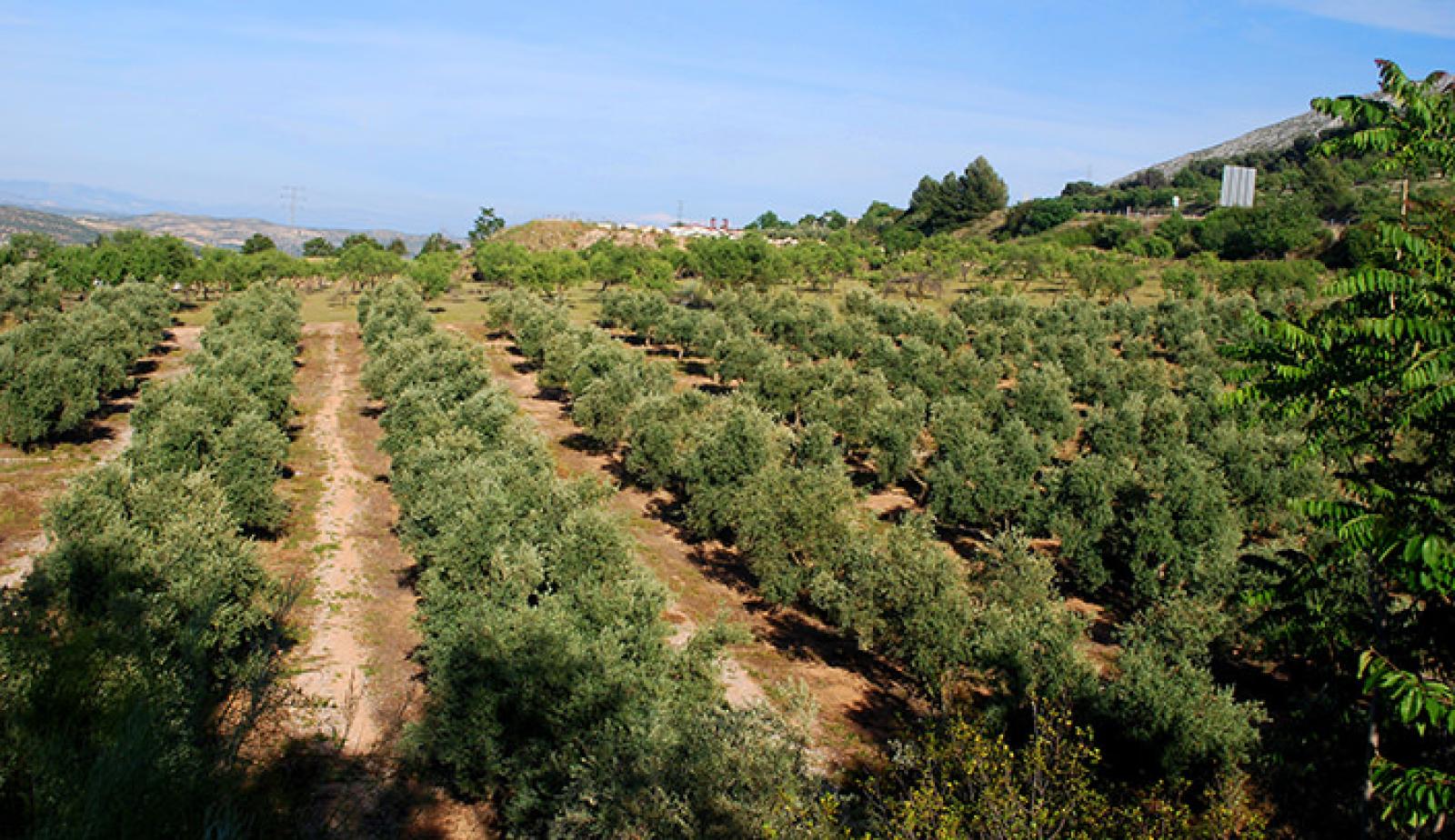 Rows of olive trees in a sunlit Lebanese countryside grove